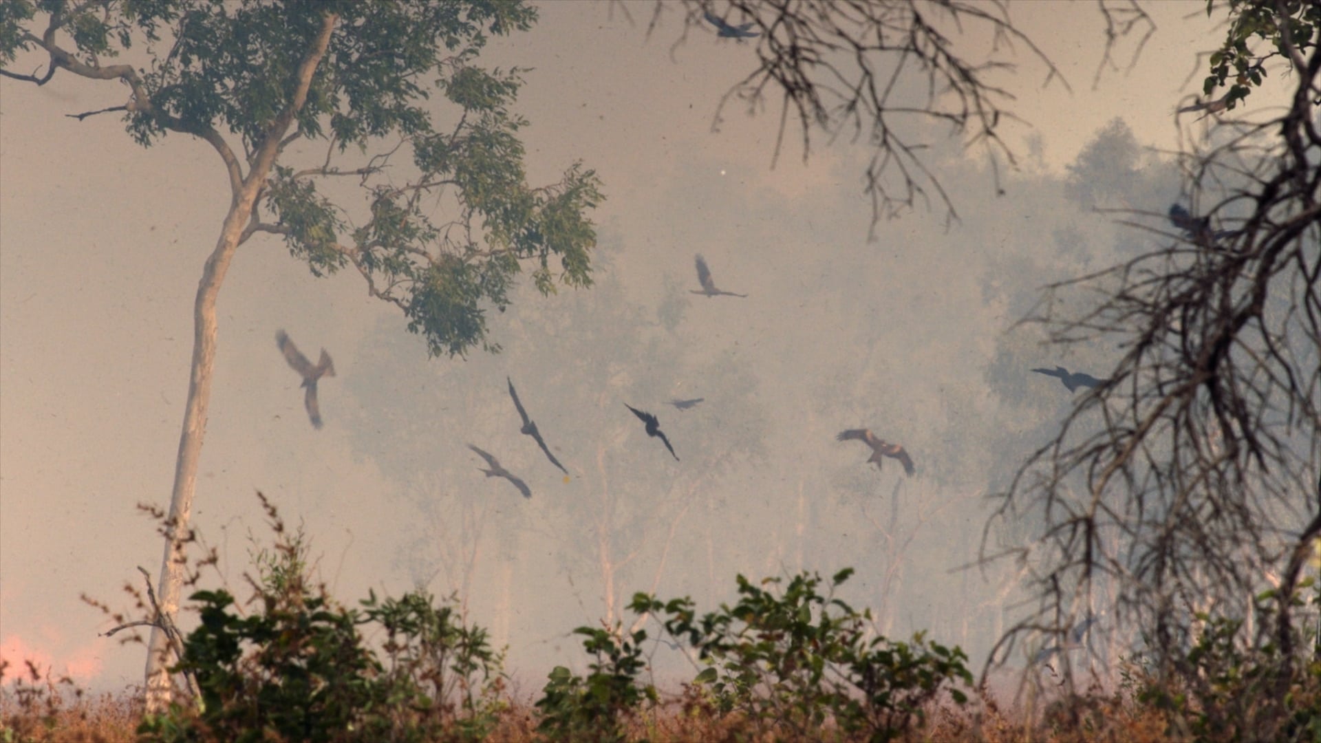 |FR| Une annee sauvage autour de la terre 2020 HD 0